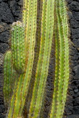 cactus à Lanzarote