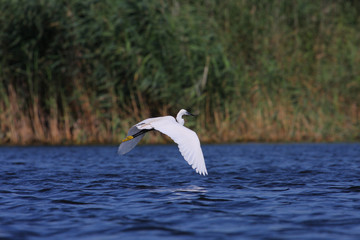White egret Egreta garzeta in flight