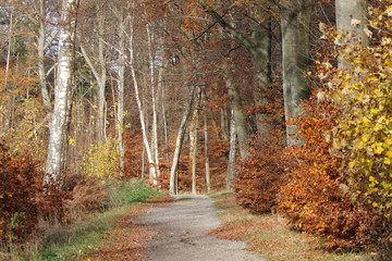 Autumn forest