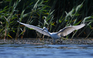 Obraz premium White egret Egreta garzeta fishing