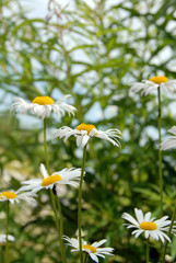 Summer daisies