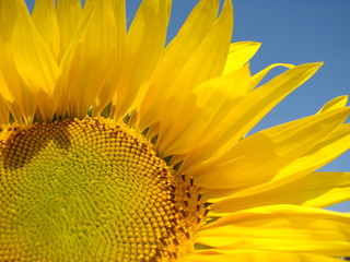 Naklejka premium Sunflower
