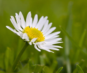 Fototapeta premium Daisy