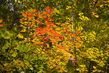 紅葉