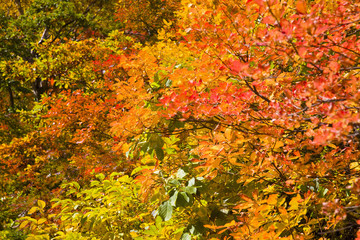 紅葉