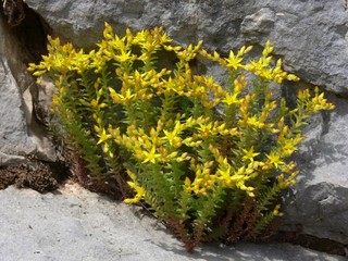 sedum acre