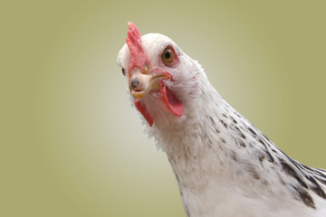 curious chicken