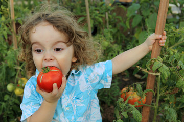 Enfant mangeant une tomate du jardin