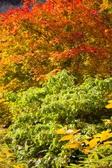 紅葉