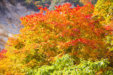 紅葉