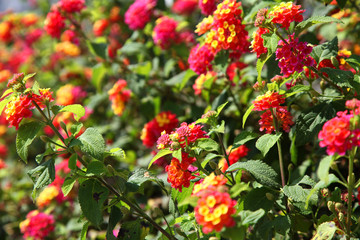 Wall of Flowers