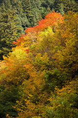 Fototapeta premium 紅葉