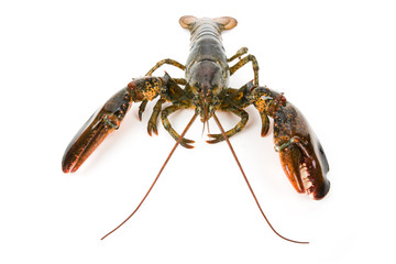 Lobster