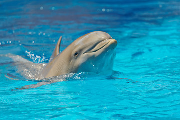Naklejka premium dolphin