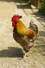 coq