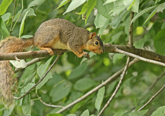 Fox Squirrel (sciurus niger)