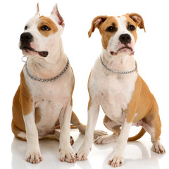 Couple of American Staffordshire terriers on white background
