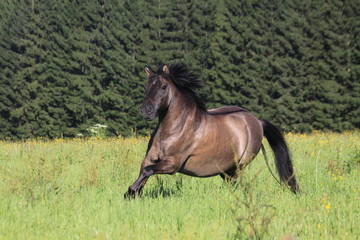 Fototapeta premium spaß auf weide