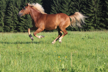Obraz premium galoppierender haflinger