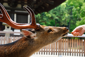 Deer eating from a human hand