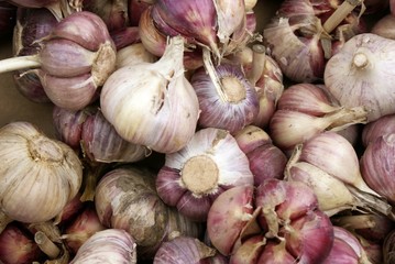 pink and white early garlic