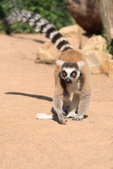 lemur monkey