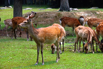 Herd of spotted deer in a japanese park