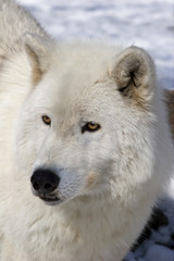 Arctic Wolf _MG_7931