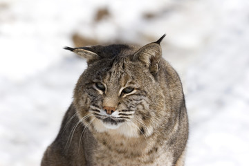 Bobcat _MG_7115