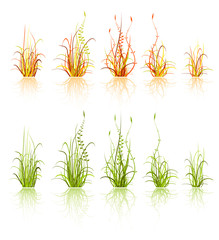 set of vector design elements - grass isolated on white