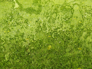 Background green rough texture with grass and rust