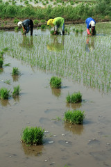 rice seedlings