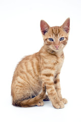 Fototapeta na wymiar mały czerwony kot