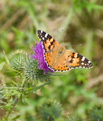 Schmetterling auf Diestel