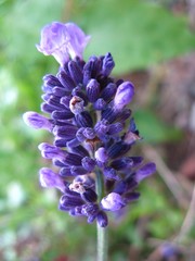 Lavendelblüte