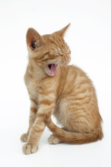 gähnendes Katzenkind