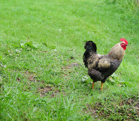Rooster in a farm