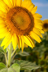 Obraz premium girasole