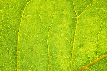 structure and texture of green leaf