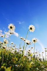 Fototapeta na wymiar flower in summer under blue sky