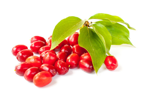 Cornelian Cherry