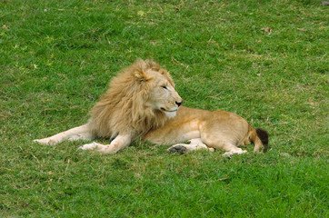 Lion