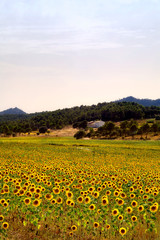 Sunflowers field and farmhouse