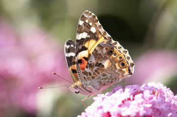Distelfalter