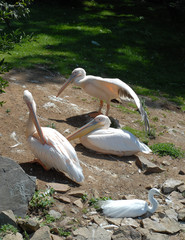 pelicans