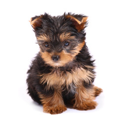 Yorkshire Terrier of a white background