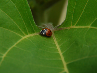 Marienkäfer II