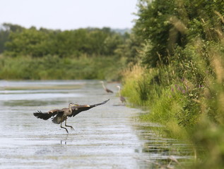 great blue heron in a wetland
