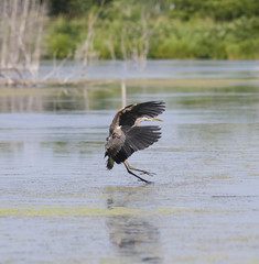 great blue heron brake