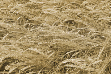 Ripe wheat ready for harvest